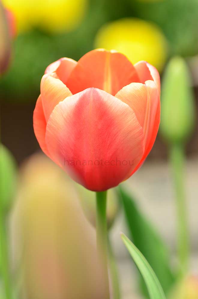 チューリップ 春万葉｜花の手帖のチューリップ図鑑