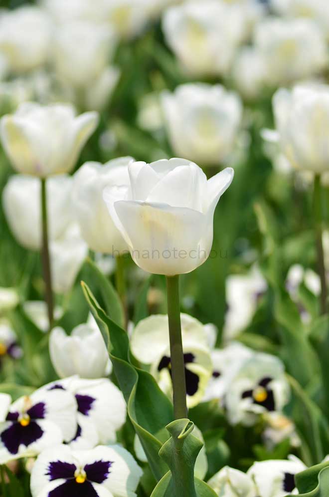 チューリップ 春天使｜花の手帖のチューリップ図鑑