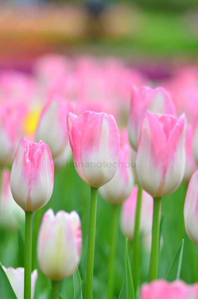 チューリップ 初桜｜花の手帖のチューリップ図鑑