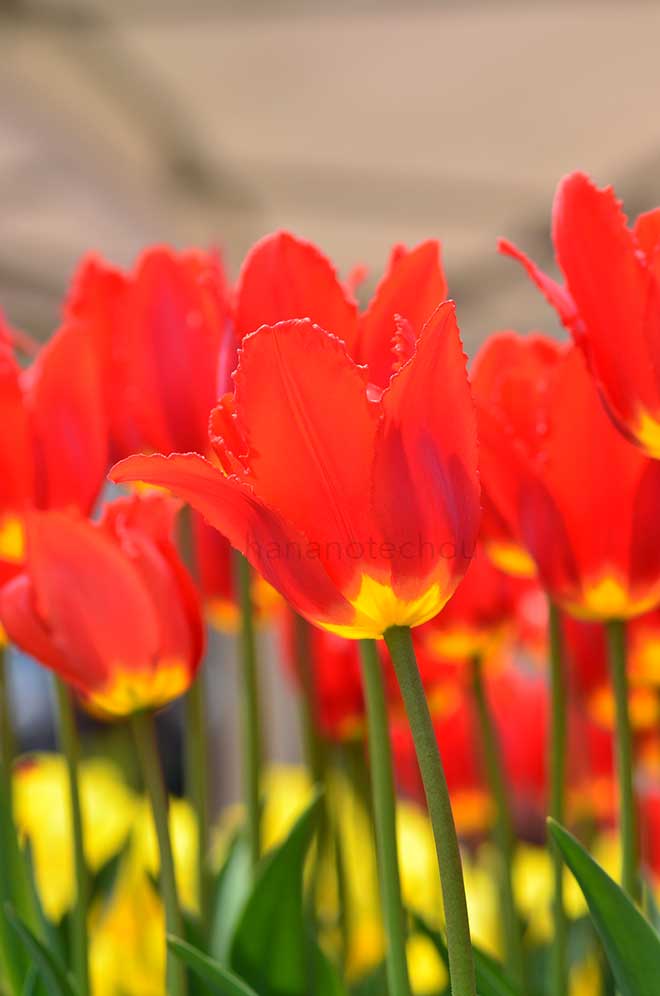 チューリップ 火の舞｜花の手帖のチューリップ図鑑