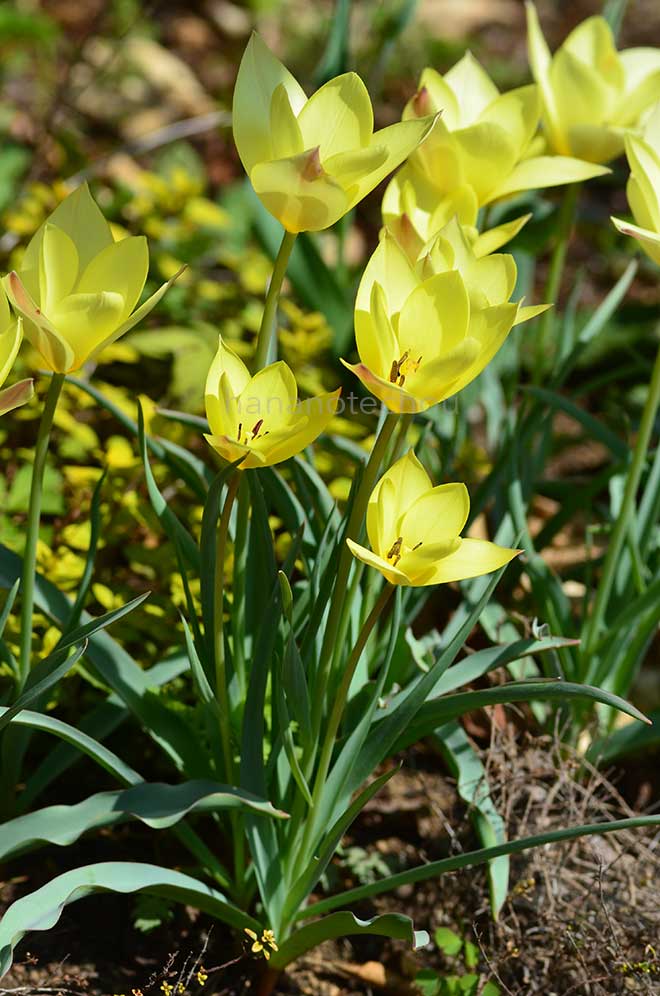 チューリップ ホンキートンク｜花の手帖のチューリップ図鑑