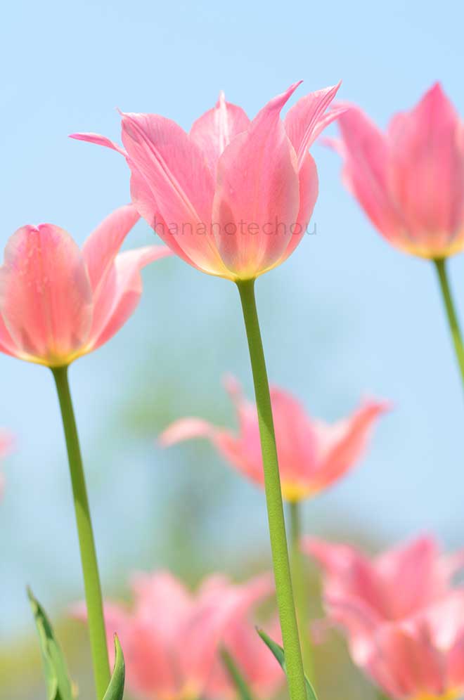 チューリップ 星のささやき｜花の手帖のチューリップ図鑑