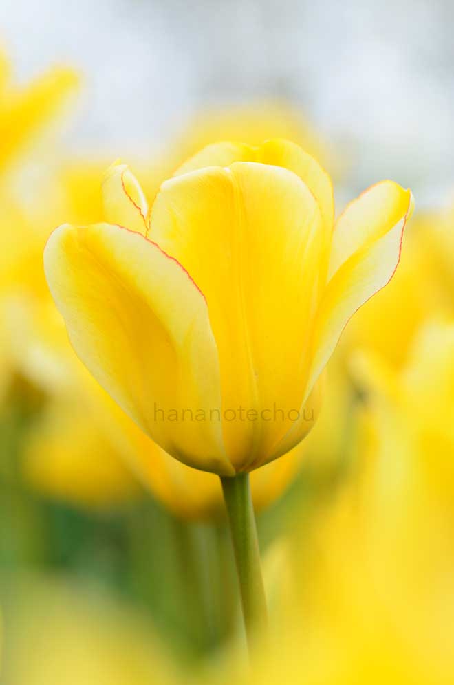 チューリップ ヤープグルート｜花の手帖のチューリップ図鑑