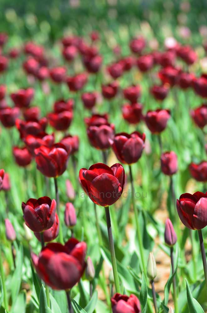 チューリップ ヤン ルース|花の手帖のチューリップ図鑑