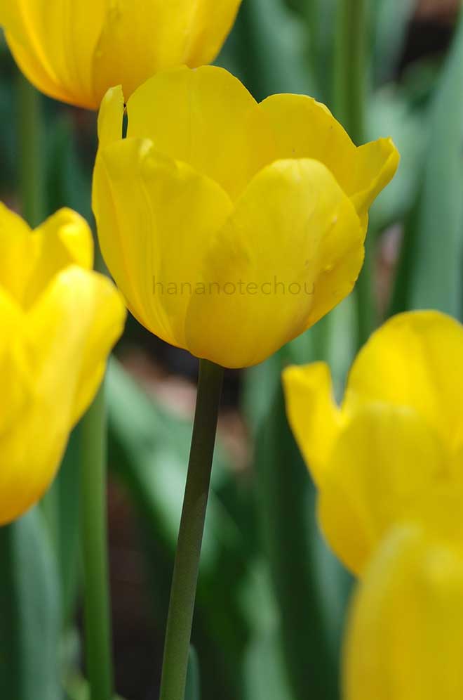 チューリップ ヤンファンネス｜花の手帖のチューリップ図鑑
