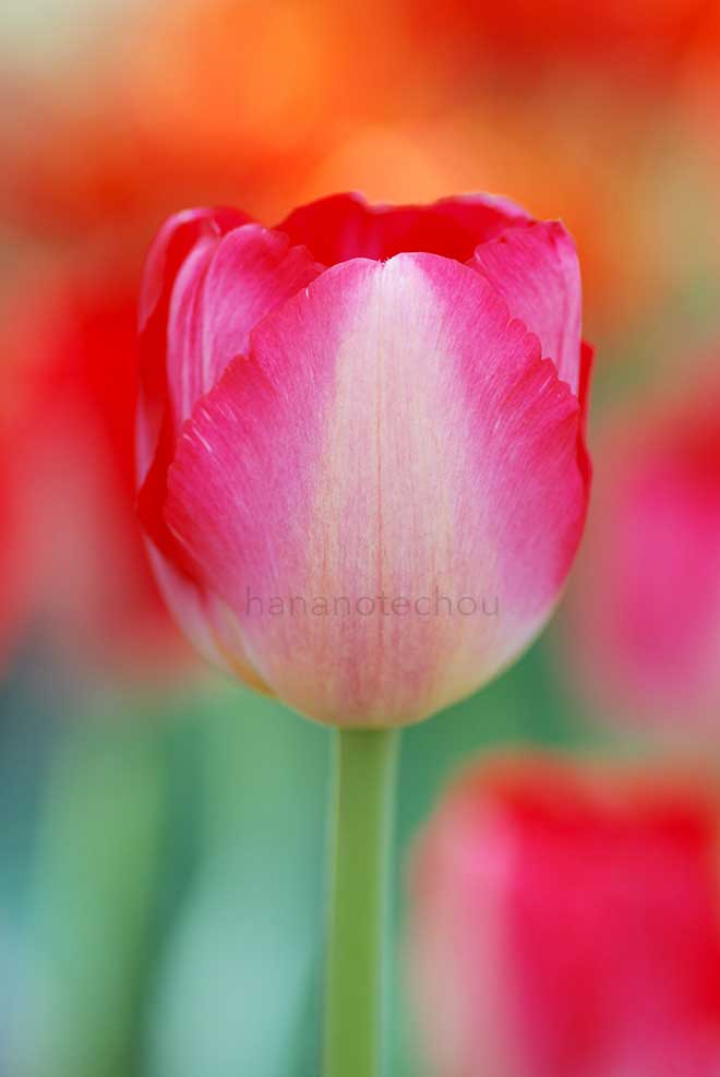 チューリップ ジュディス レスター｜花の手帖のチューリップ図鑑