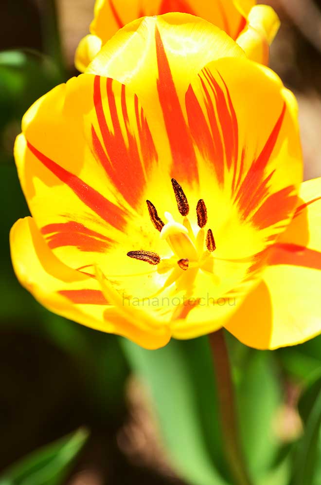 チューリップ ジュリエット｜花の手帖のチューリップ図鑑