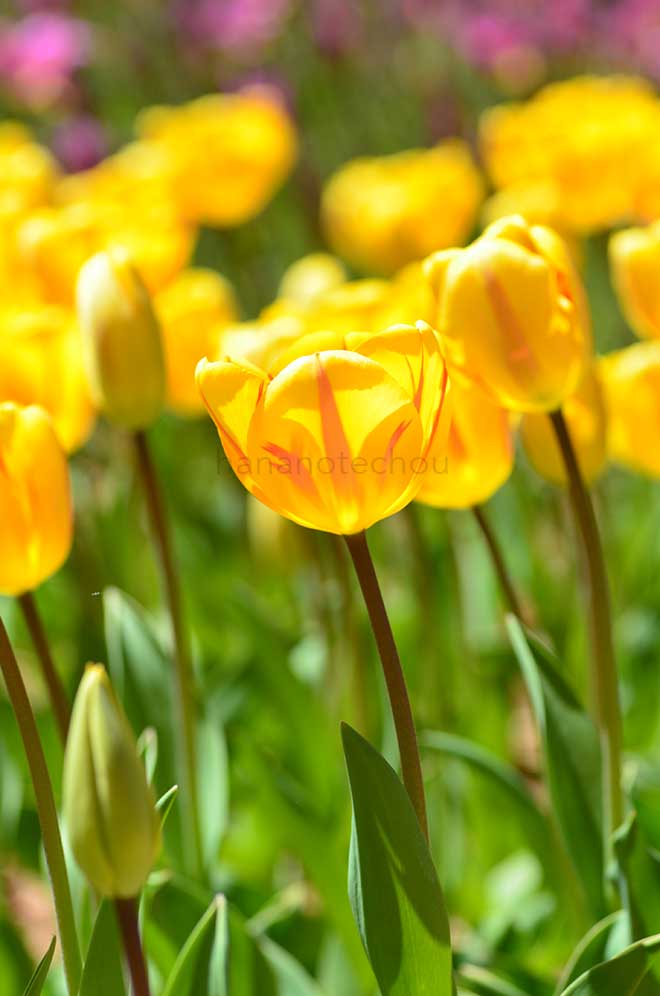 チューリップ ジュリエット｜花の手帖のチューリップ図鑑