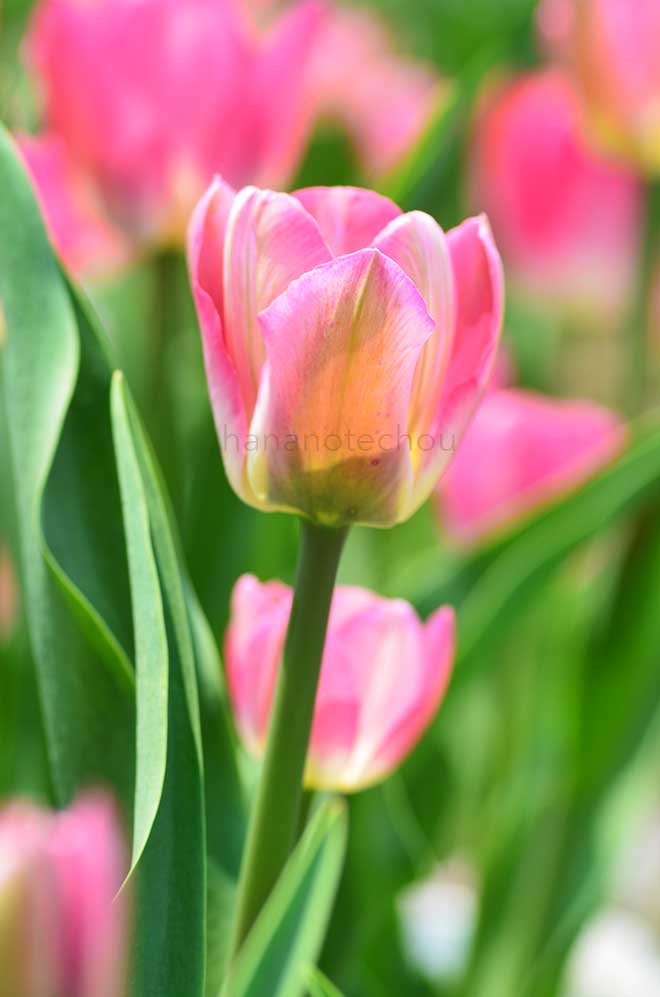 チューリップ カムロ｜花の手帖のチューリップ図鑑