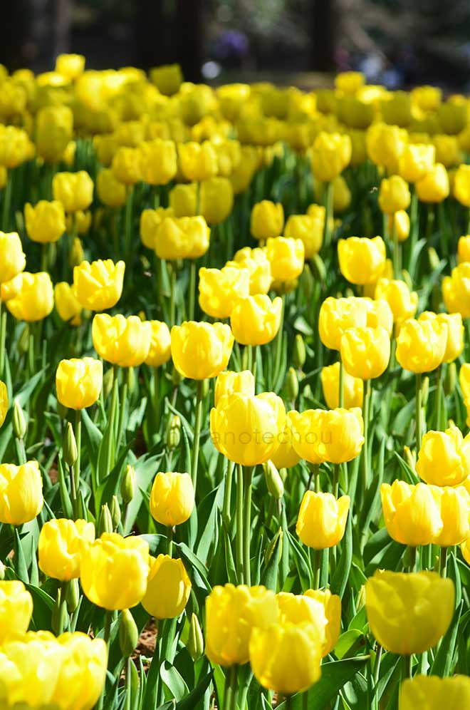 チューリップ 黄小町｜花の手帖のチューリップ図鑑