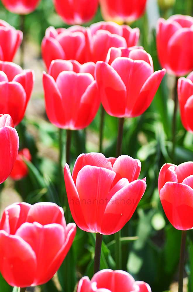 チューリップ クンフー｜花の手帖のチューリップ図鑑