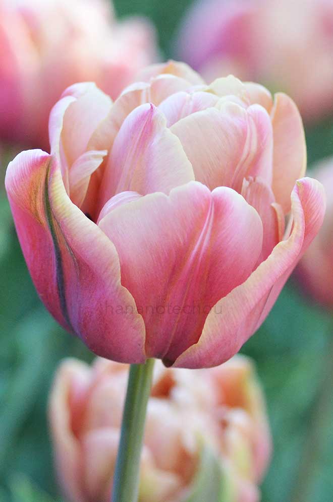 チューリップ ラベルエポック｜花の手帖のチューリップ図鑑