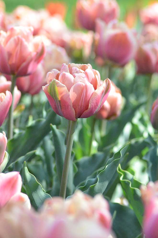 チューリップ ラベルエポック｜花の手帖のチューリップ図鑑