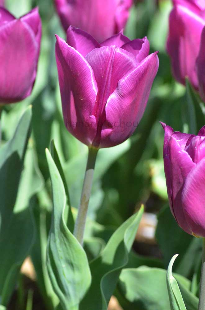 チューリップ ラップトップ｜花の手帖のチューリップ図鑑