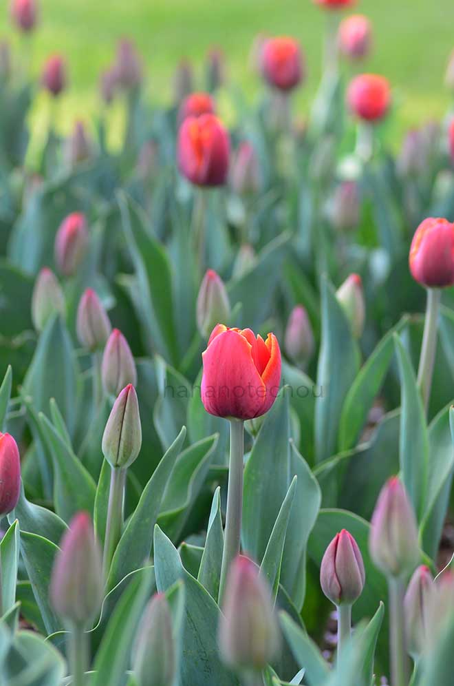 チューリップ ローラ フィジー｜花の手帖のチューリップ図鑑