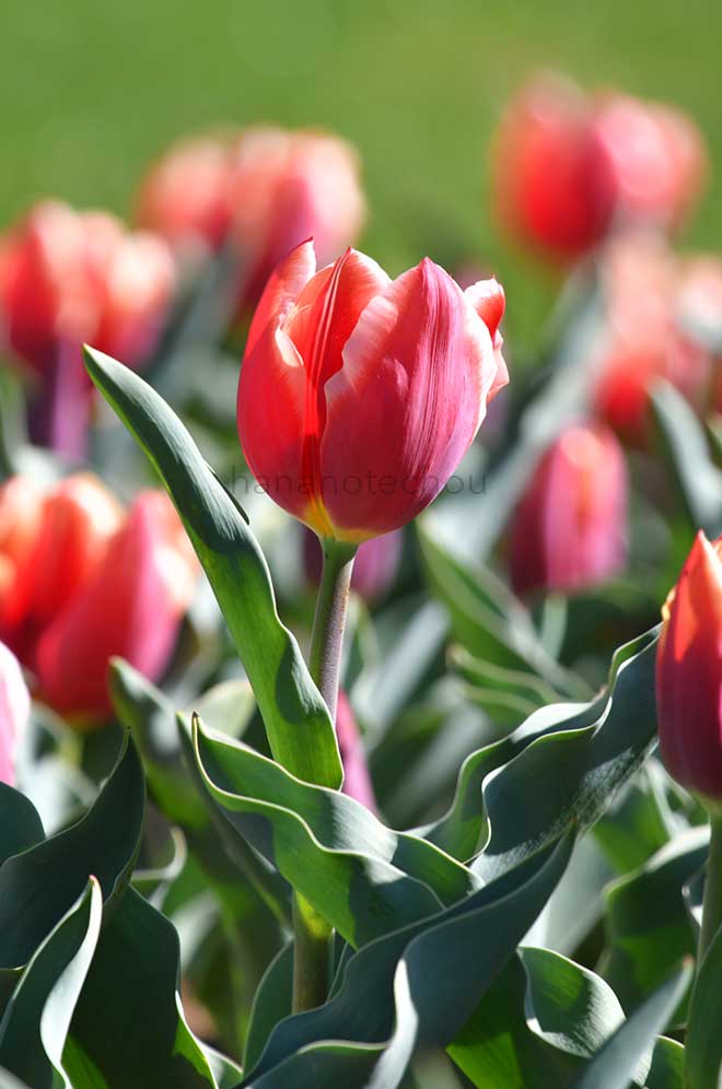 チューリップ レノックス｜花の手帖のチューリップ図鑑