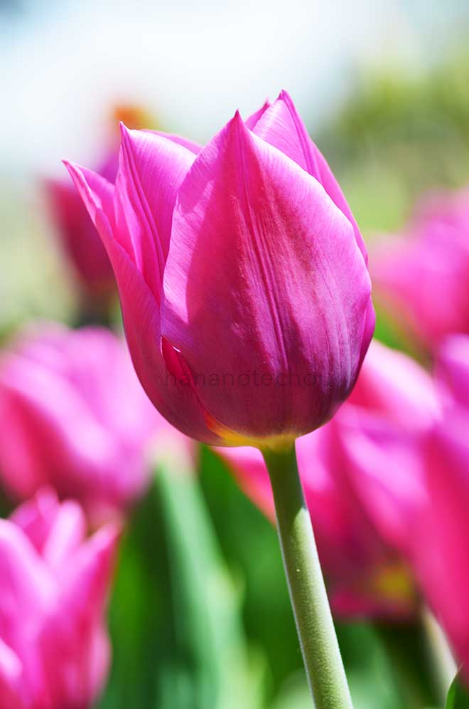 チューリップ ライラック カップ｜花の手帖のチューリップ図鑑