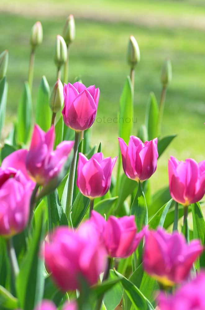 チューリップ ライラック カップ｜花の手帖のチューリップ図鑑