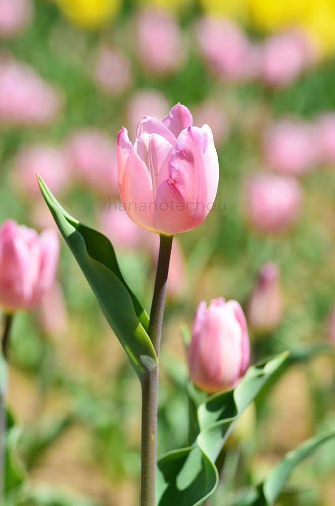 チューリップ リマ｜花の手帖のチューリップ図鑑