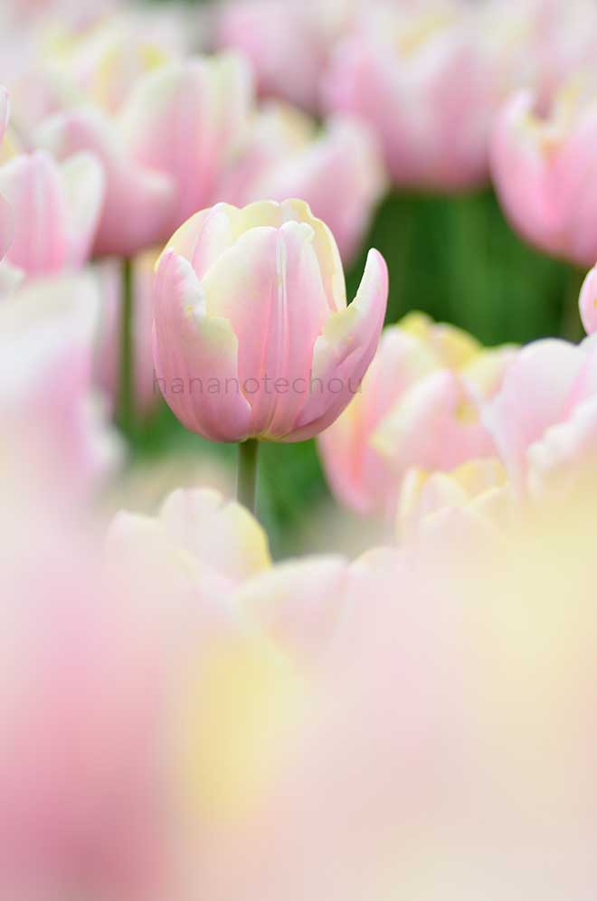 チューリップ マンゴーチャーム｜花の手帖のチューリップ図鑑