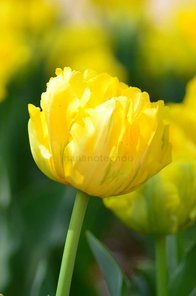 チューリップ マリージョー｜花の手帖のチューリップ図鑑