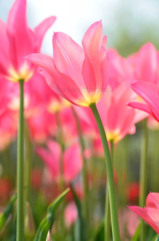 チューリップ マリエッタ｜花の手帖のチューリップ図鑑