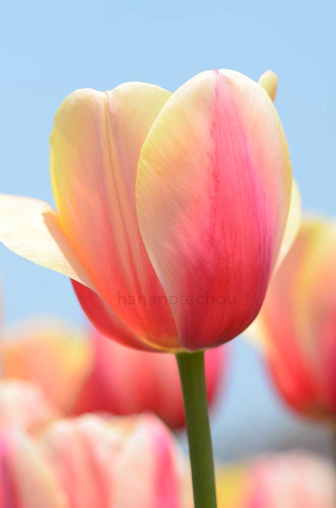 チューリップ マリット｜花の手帖のチューリップ図鑑