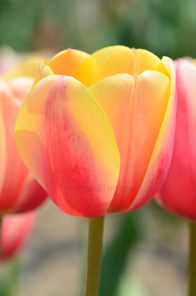 チューリップ マリット｜花の手帖のチューリップ図鑑