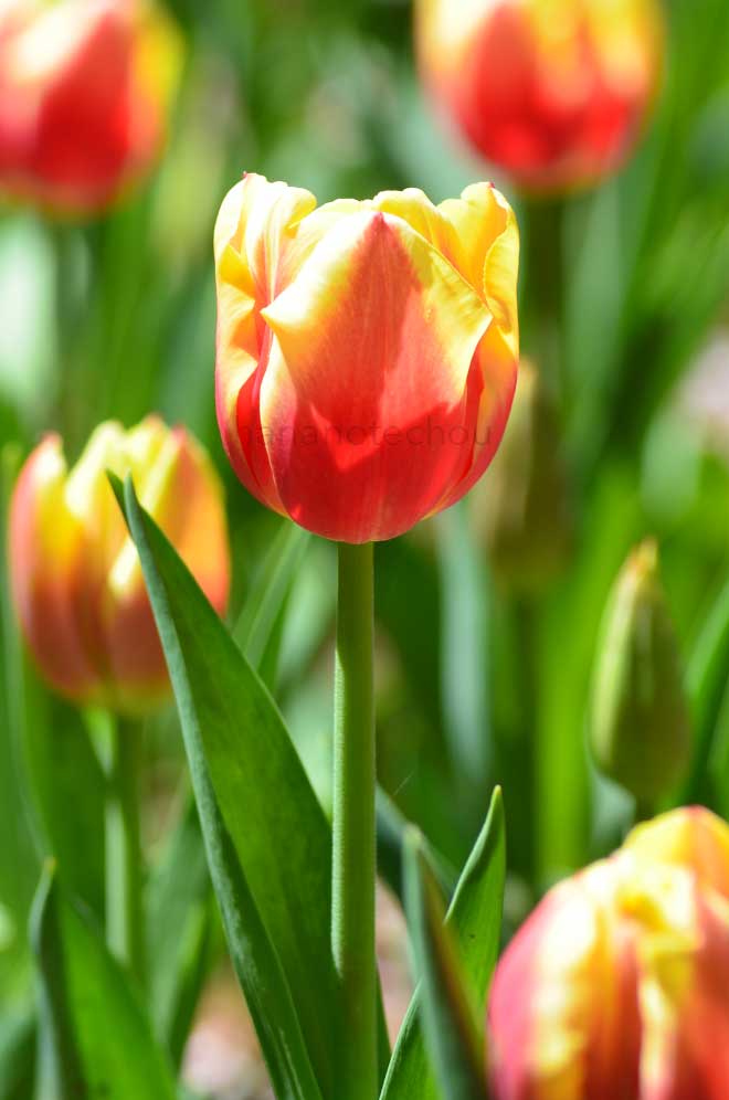 チューリップ マルカント｜花の手帖のチューリップ図鑑