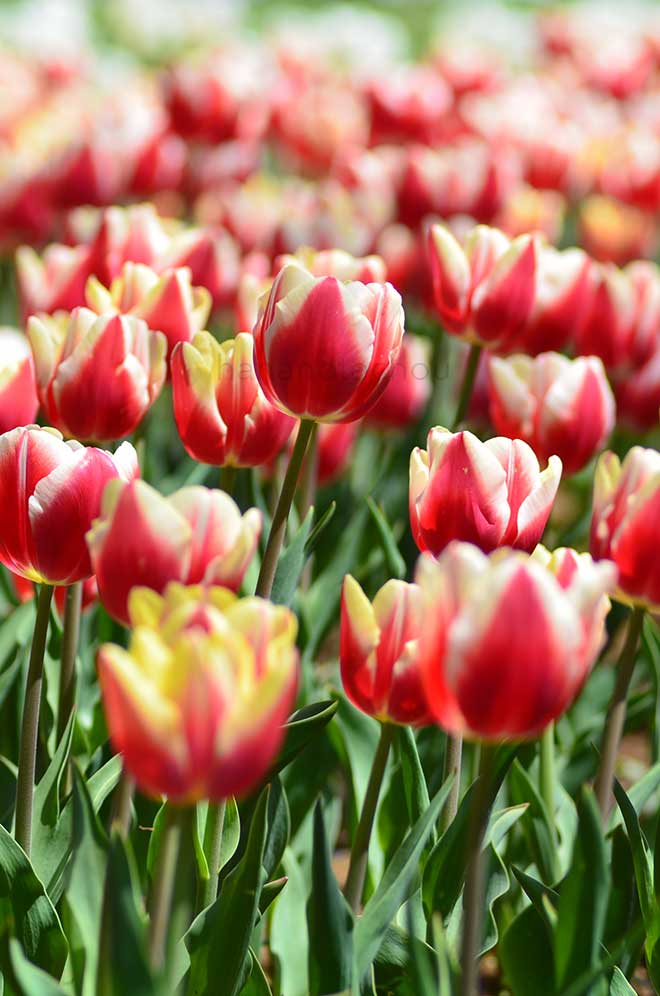 チューリップ マルカント｜花の手帖のチューリップ図鑑