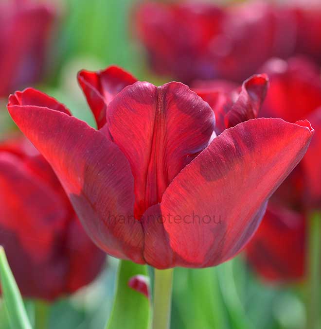 チューリップ マスカラ｜花の手帖のチューリップ図鑑