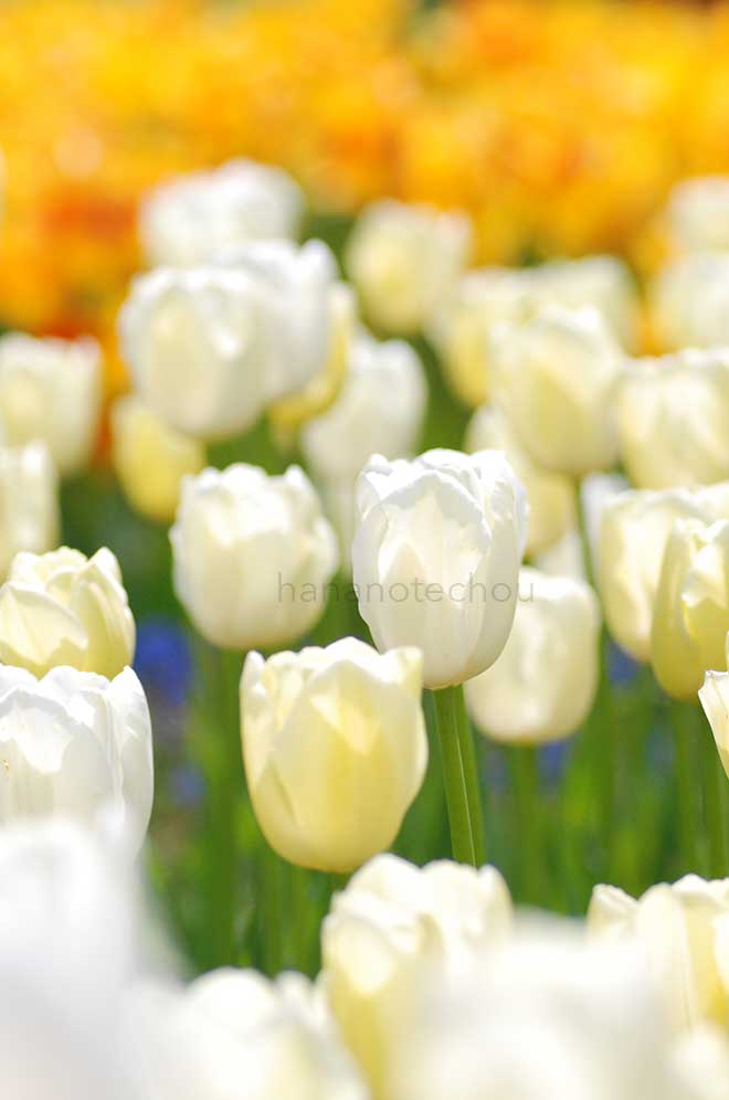 チューリップ マウリーン｜花の手帖のチューリップ図鑑