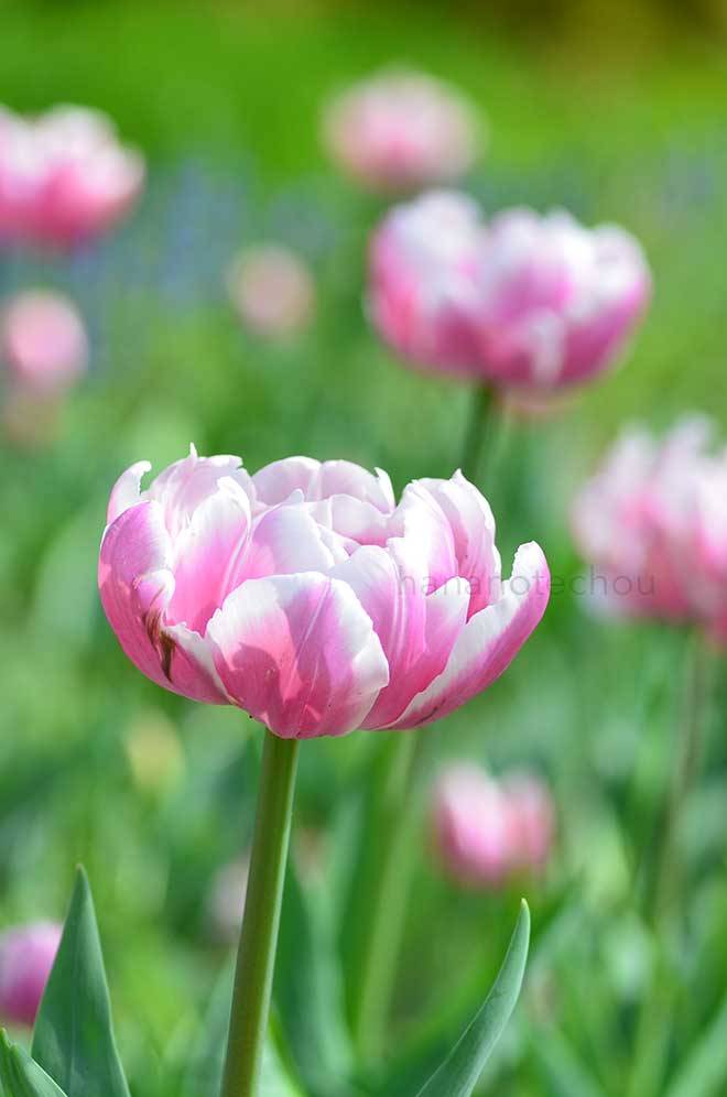 チューリップ メルローズ｜花の手帖のチューリップ図鑑