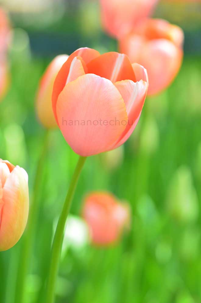 チューリップ メントン｜花の手帖のチューリップ図鑑