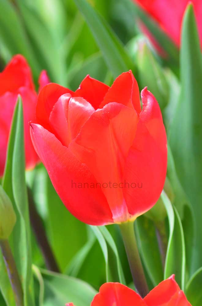 チューリップ メリー クリスマス｜花の手帖のチューリップ図鑑