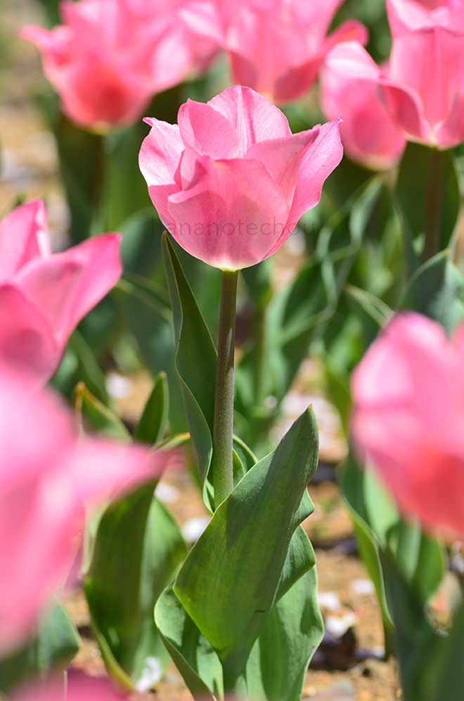 チューリップ ミスエレガンス｜花の手帖のチューリップ図鑑