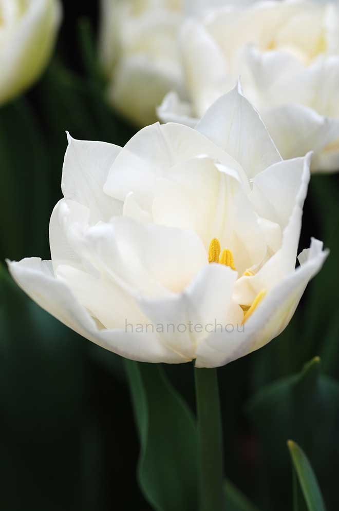 チューリップ モンディアル｜花の手帖のチューリップ図鑑