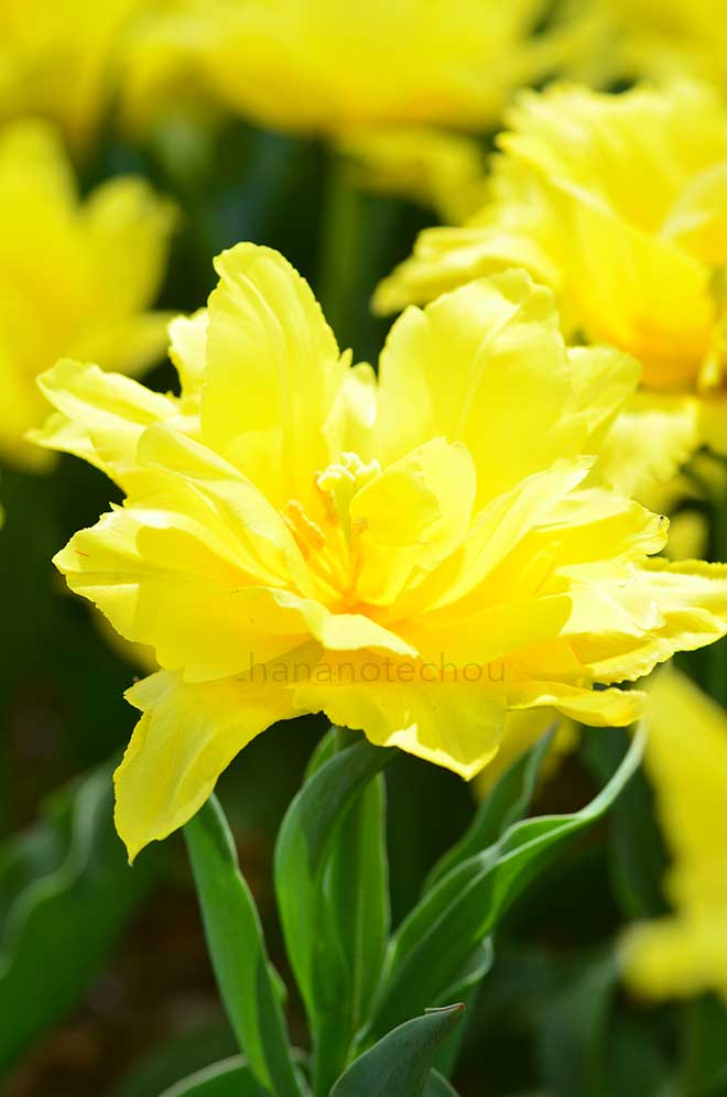 チューリップ モンテ スパイダー｜花の手帖のチューリップ図鑑