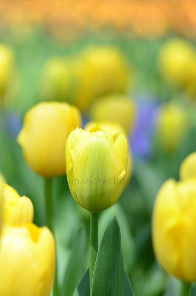 チューリップ ムーンウォーカー｜花の手帖のチューリップ図鑑