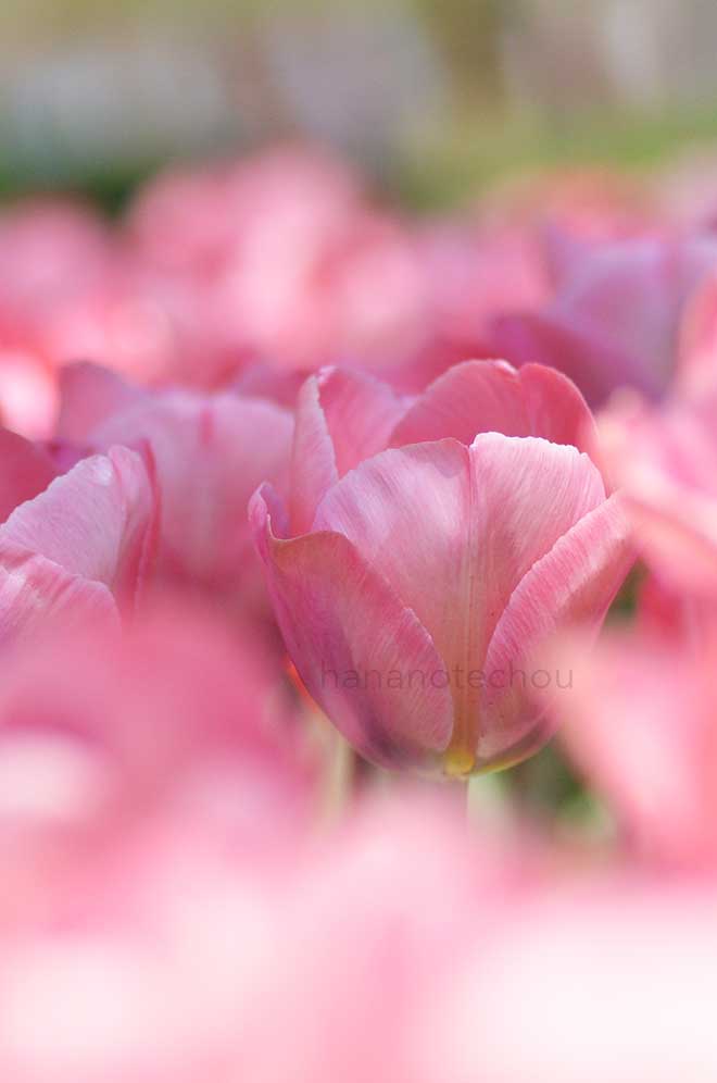 チューリップ ミスティックファンアイク｜花の手帖のチューリップ図鑑