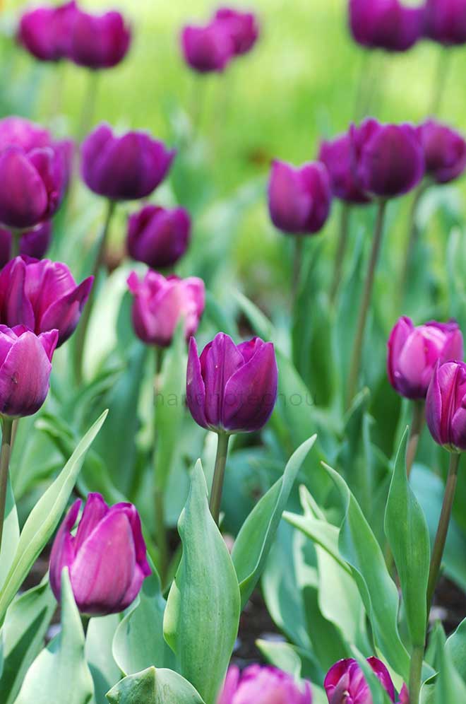 チューリップ ネグリタ｜花の手帖のチューリップ図鑑