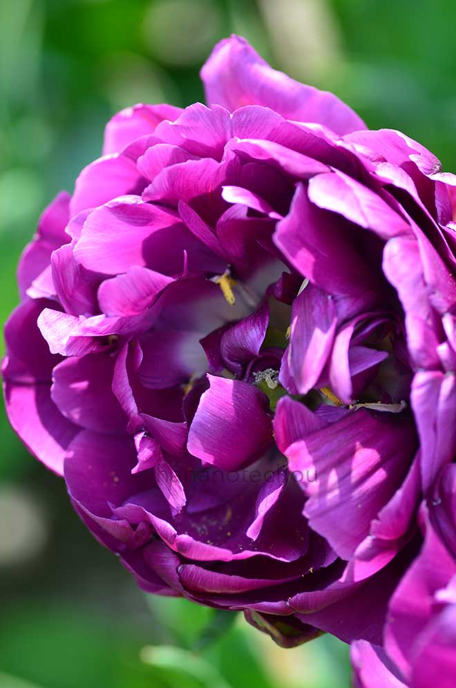 チューリップ ネグリタ ダブル｜花の手帖のチューリップ図鑑