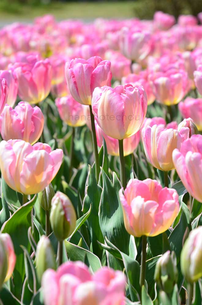 チューリップ ニューデザイン｜花の手帖のチューリップ図鑑