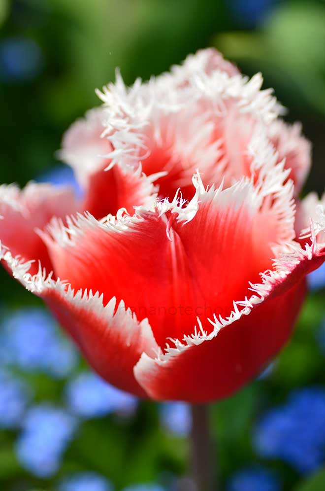 チューリップ ニューサンタ｜花の手帖のチューリップ図鑑