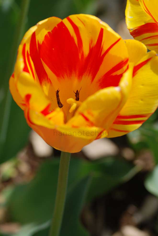 チューリップ オリンピック フレーム｜花の手帖のチューリップ図鑑