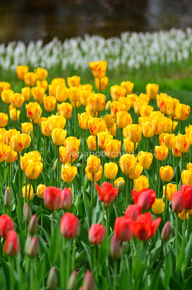 チューリップ オリンピック フレーム｜花の手帖のチューリップ図鑑