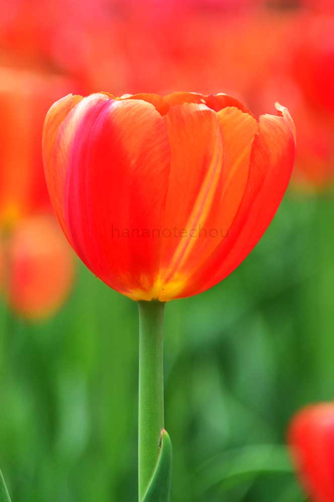 チューリップ オレンジ ニンジャ｜花の手帖のチューリップ図鑑