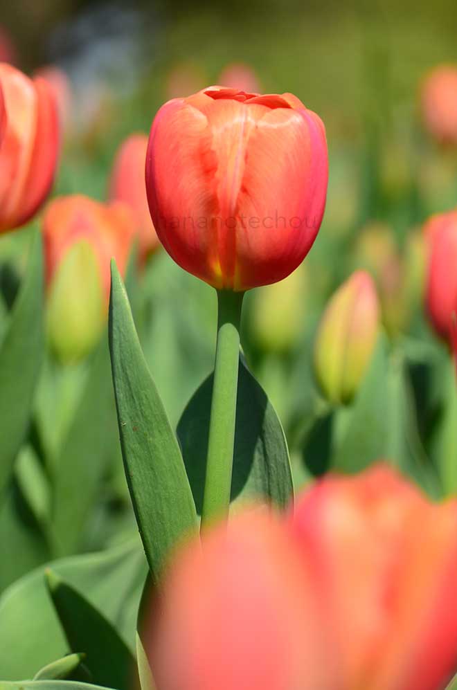 チューリップ オレンジ ニンジャ｜花の手帖のチューリップ図鑑