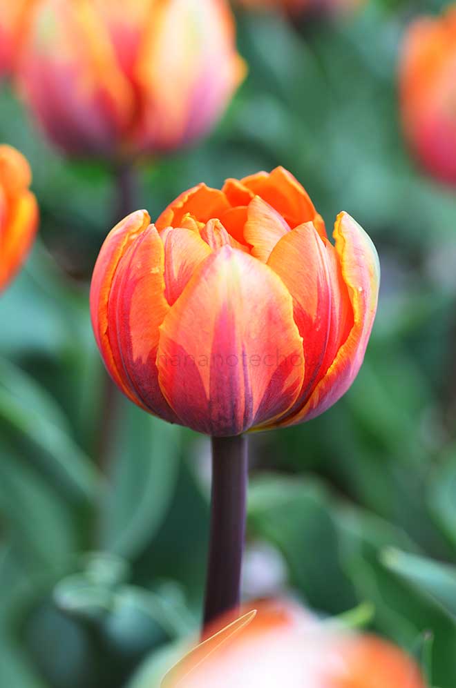 チューリップ オレンジ プリンセス｜花の手帖のチューリップ図鑑