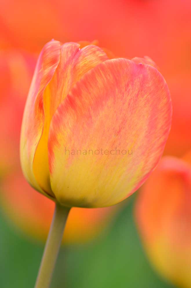 チューリップ オレンジ クイーン｜花の手帖のチューリップ図鑑